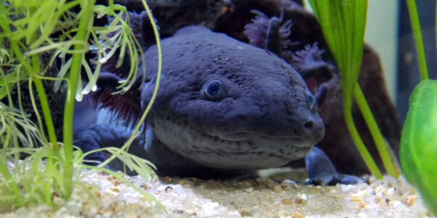 adulto ajolote axolotl axolote