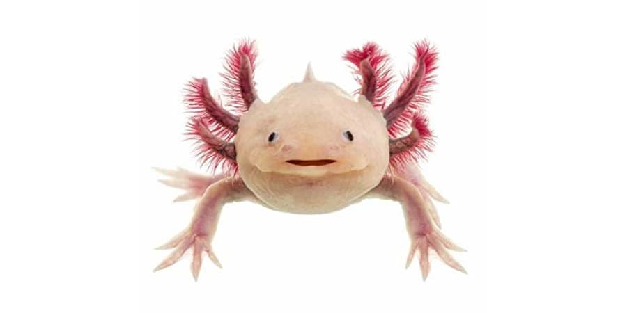 historia ajolote axolotl axolote de